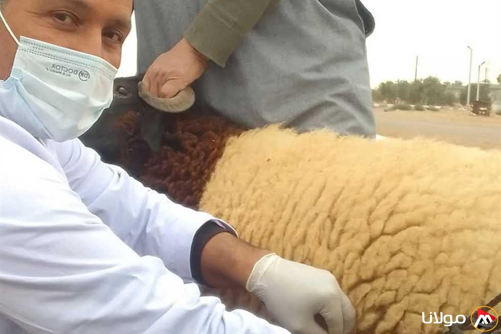 الخدمات البيطرية في مطروح: حملة مجانية للعناية بالحيوانات في مدينة النجيلة