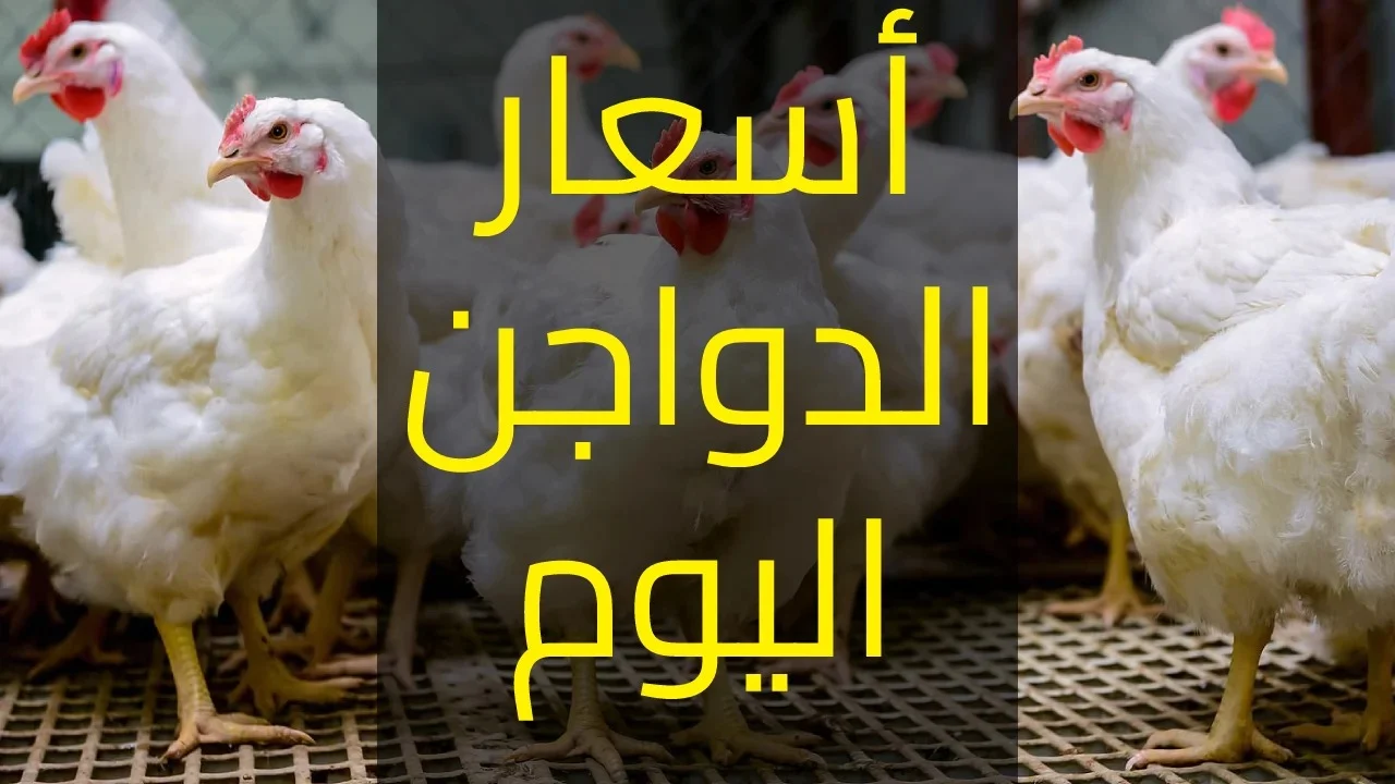 أسعار الدواجن اليوم: الفراخ البيضاء، الكتاكيت، والبيض