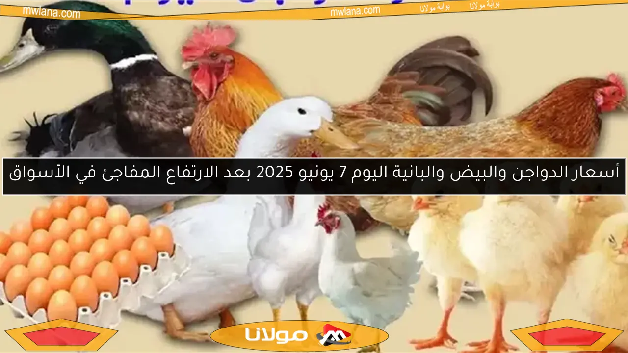 أسعار الدواجن والبيض والبانية اليوم 7 يونيو 2025 بعد الارتفاع المفاجئ في الأسواق