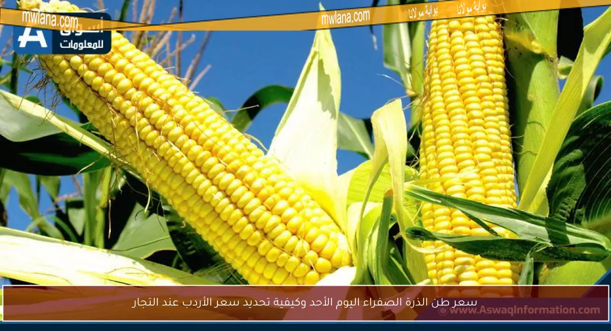 سعر طن الذرة الصفراء اليوم الأحد وكيفية تحديد سعر الأردب عند التجار