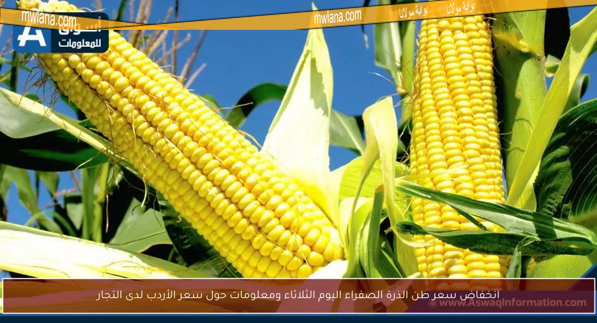 انخفاض سعر طن الذرة الصفراء اليوم الثلاثاء ومعلومات حول سعر الأردب لدى التجار