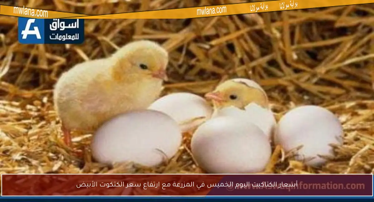 أسعار الكتاكيت اليوم الخميس في المزرعة مع ارتفاع سعر الكتكوت الأبيض