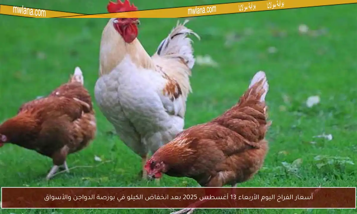 أسعار الفراخ اليوم الأربعاء 13 أغسطس 2025 بعد انخفاض الكيلو في بورصة الدواجن والأسواق