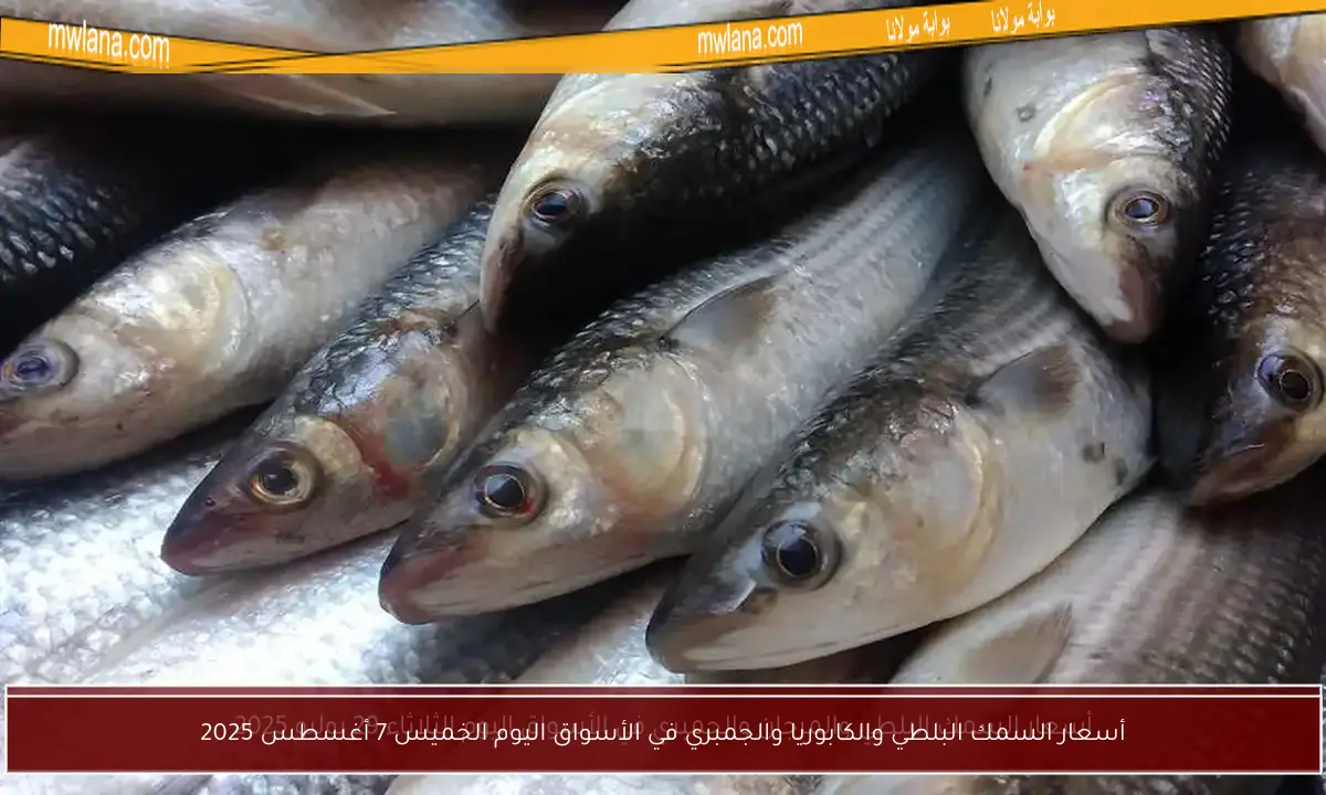 أسعار السمك البلطي والكابوريا والجمبري في الأسواق اليوم الخميس 7 أغسطس 2025
