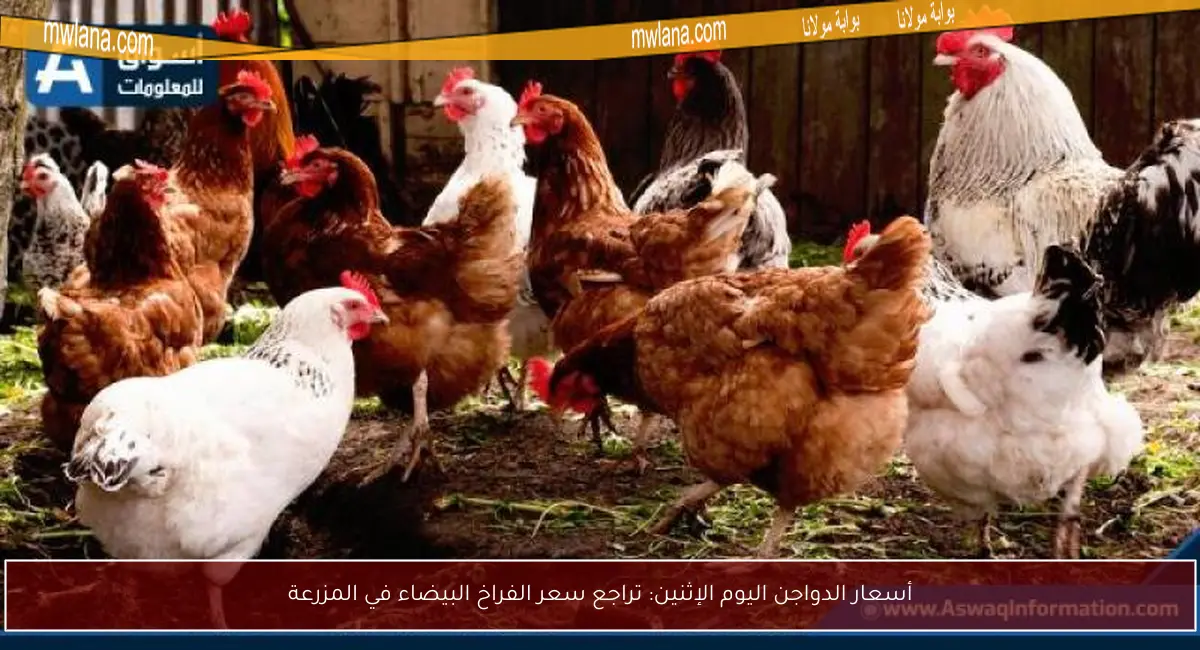أسعار الدواجن اليوم الإثنين: تراجع سعر الفراخ البيضاء في المزرعة