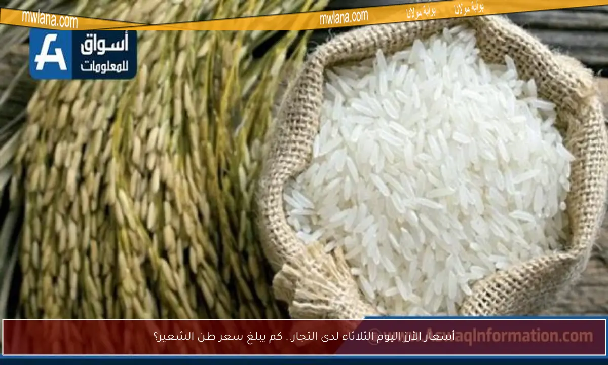 أسعار الأرز اليوم الثلاثاء لدى التجار.. كم يبلغ سعر طن الشعير؟