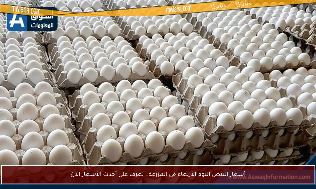 أسعار البيض اليوم الأربعاء في المزرعة.. تعرف على أحدث الأسعار الآن