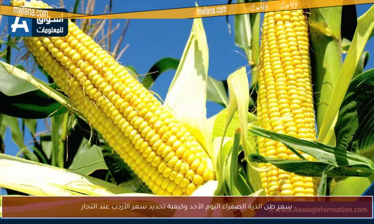 سعر طن الذرة الصفراء اليوم الأحد وكيفية تحديد سعر الأردب عند التجار