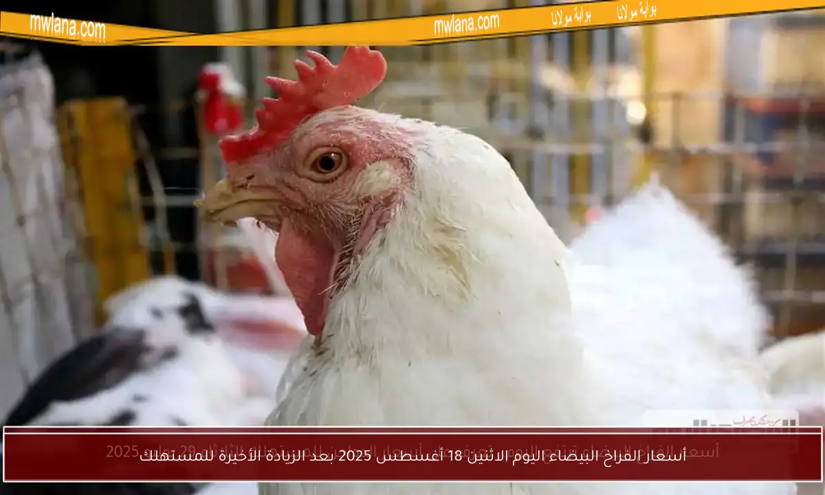 أسعار الفراخ البيضاء اليوم الاثنين 18 أغسطس 2025 بعد الزيادة الأخيرة للمستهلك