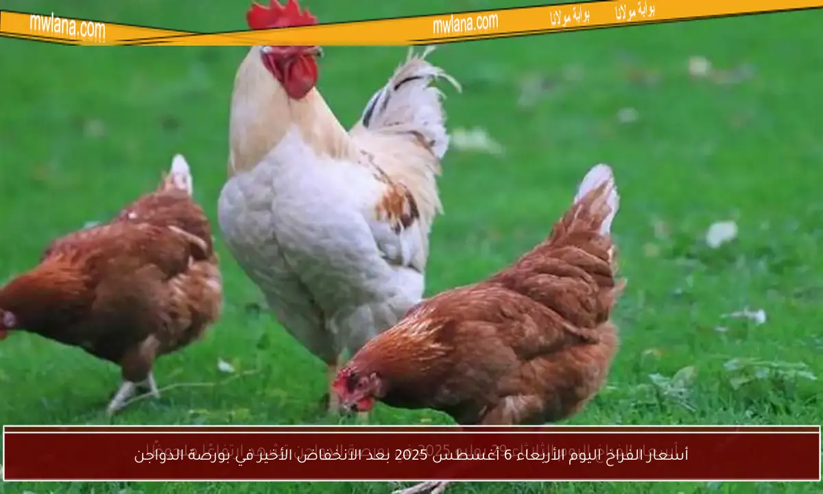 أسعار الفراخ اليوم الأربعاء 6 أغسطس 2025 بعد الانخفاض الأخير في بورصة الدواجن