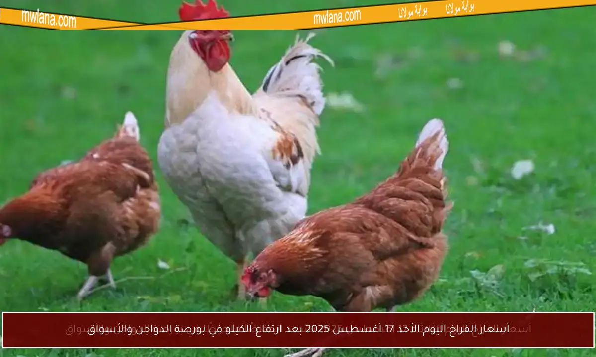 أسعار الفراخ اليوم الأحد 17 أغسطس 2025 بعد ارتفاع الكيلو في بورصة الدواجن والأسواق
