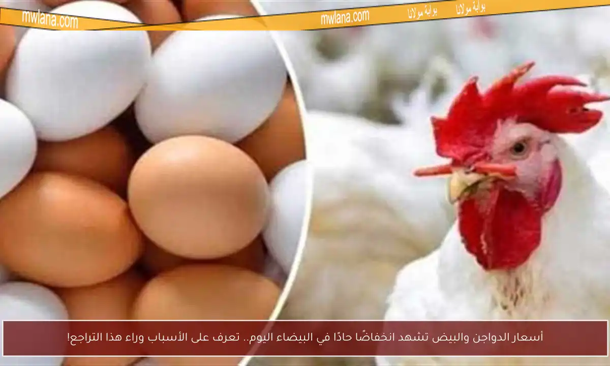 أسعار الدواجن والبيض تشهد انخفاضًا حادًا في البيضاء اليوم.. تعرف على الأسباب وراء هذا التراجع!