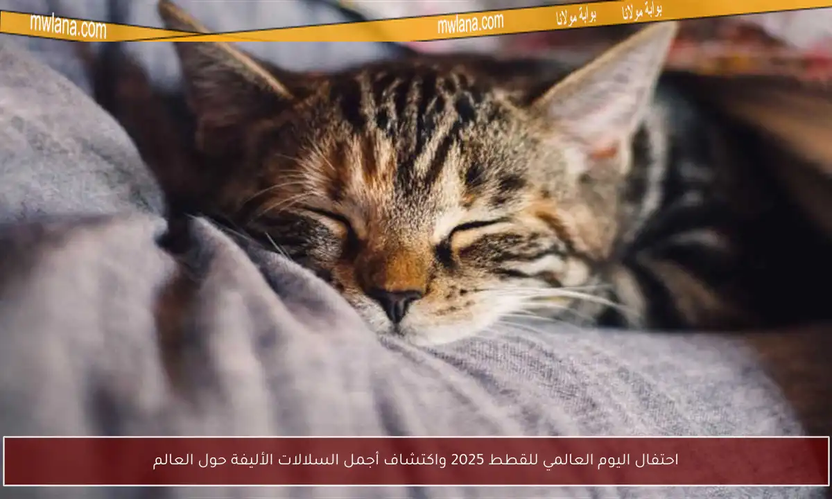 احتفال اليوم العالمي للقطط 2025 واكتشاف أجمل السلالات الأليفة حول العالم