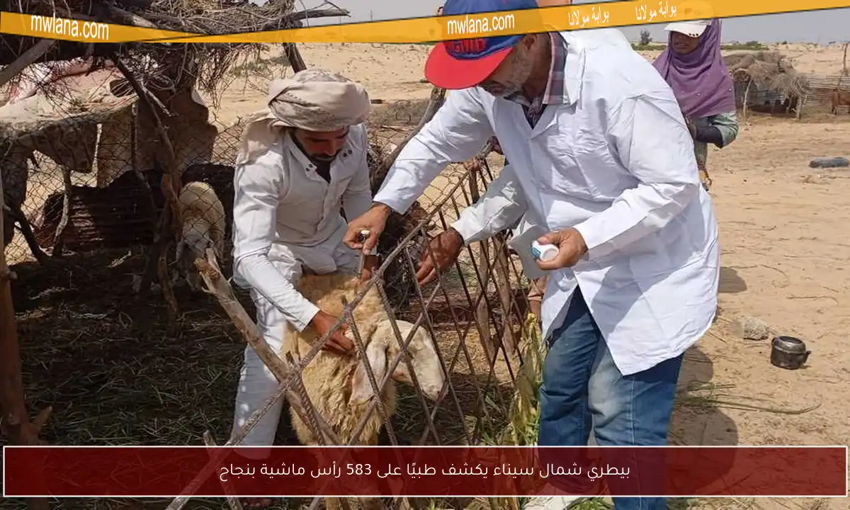 بيطري شمال سيناء يكشف طبيًا على 583 رأس ماشية بنجاح