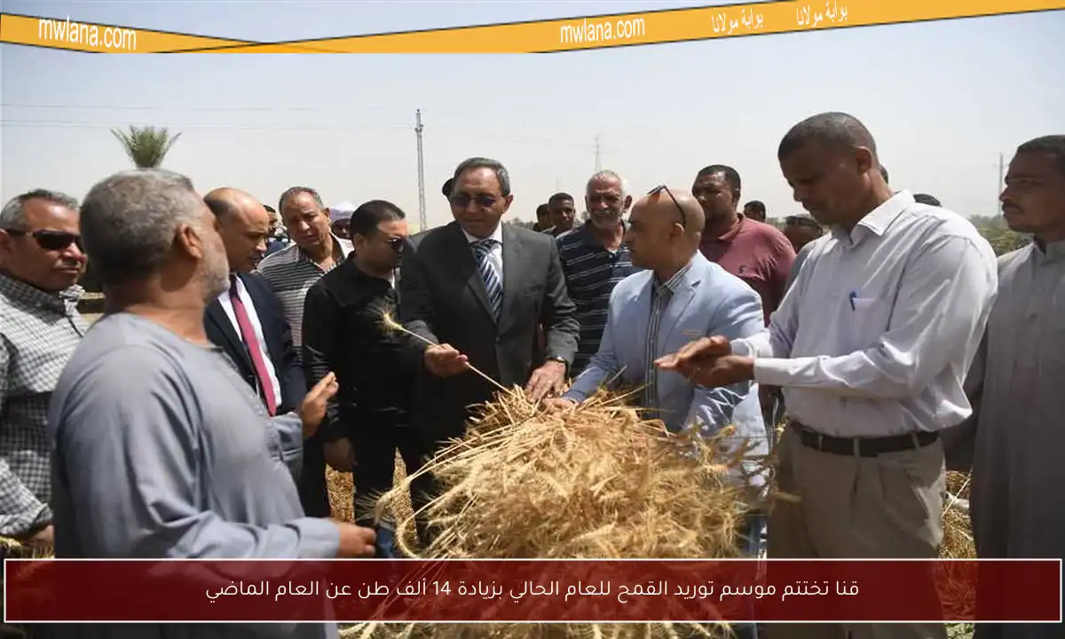 قنا تختتم موسم توريد القمح للعام الحالي بزيادة 14 ألف طن عن العام الماضي