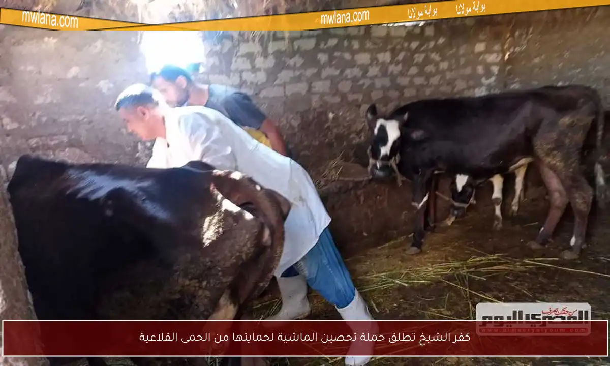 كفر الشيخ تطلق حملة تحصين الماشية لحمايتها من الحمى القلاعية