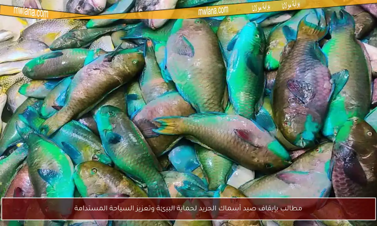 مطالب بإيقاف صيد أسماك الحريد لحماية البيئة وتعزيز السياحة المستدامة
