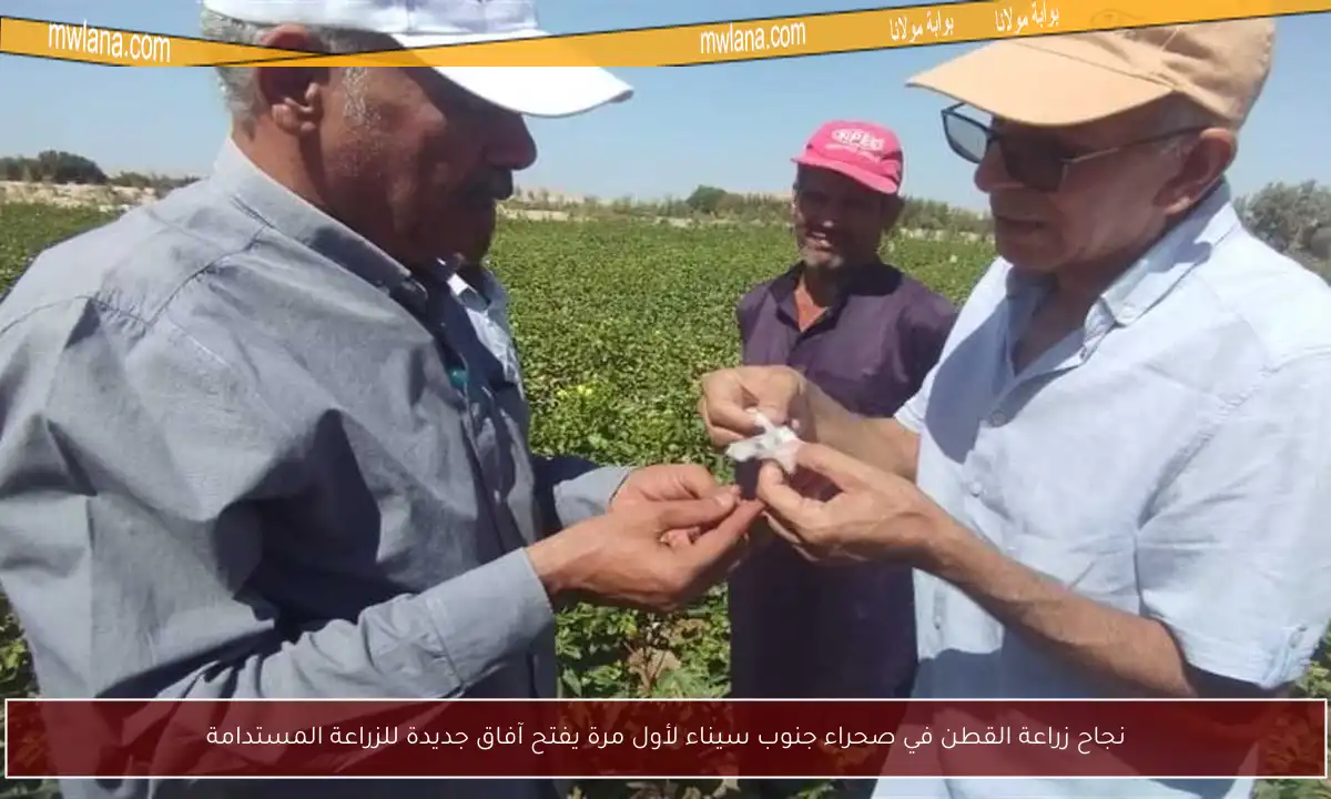 نجاح زراعة القطن في صحراء جنوب سيناء لأول مرة يفتح آفاق جديدة للزراعة المستدامة